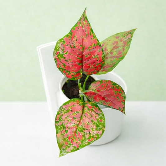 Aglaonema Pink