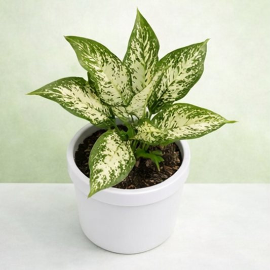 Aglaonema Snow White
