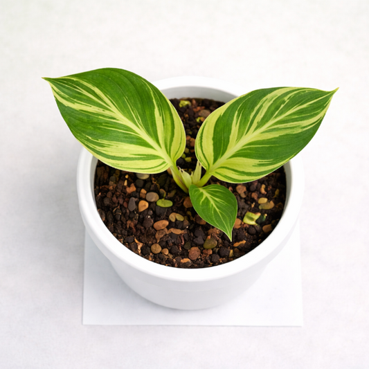 Alpinia Zerumbet Variegata