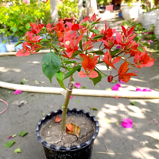 🆔 Brezza Red Bougainvillea Grafted Plant
