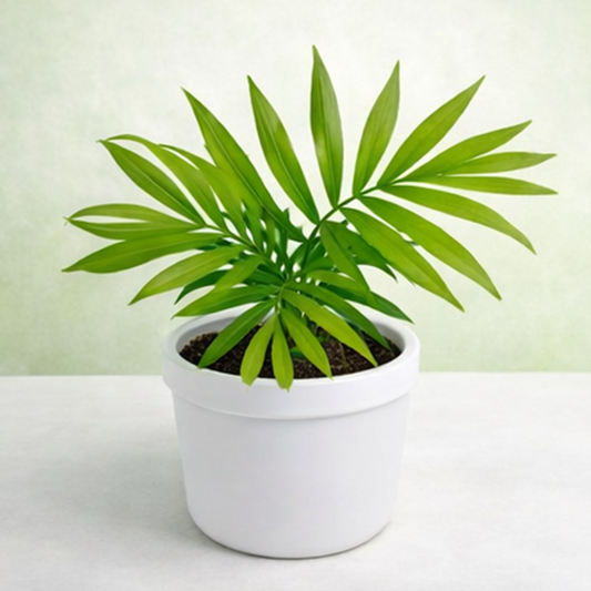 Chamaedorea Elegans | Parlour Palm