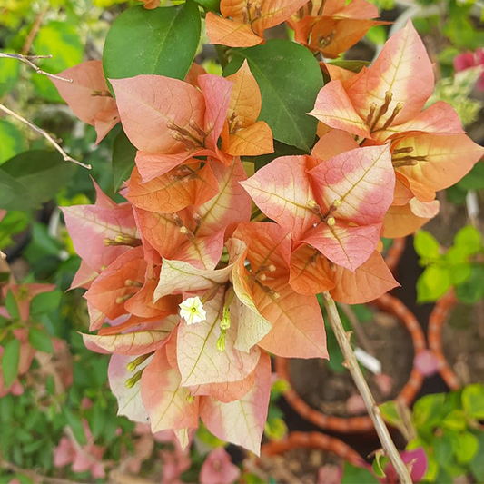 🆔 Chitra Gold Bougainvillea Grafted Plant