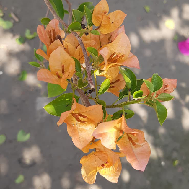 🆔 Chitra Gold Bougainvillea Grafted Plant
