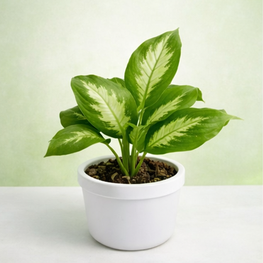 Dieffenbachia Maculata