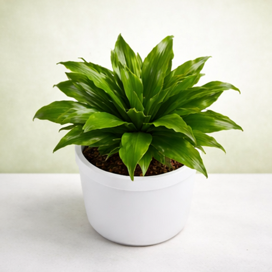 Dracaena Compacta Indoor Plant