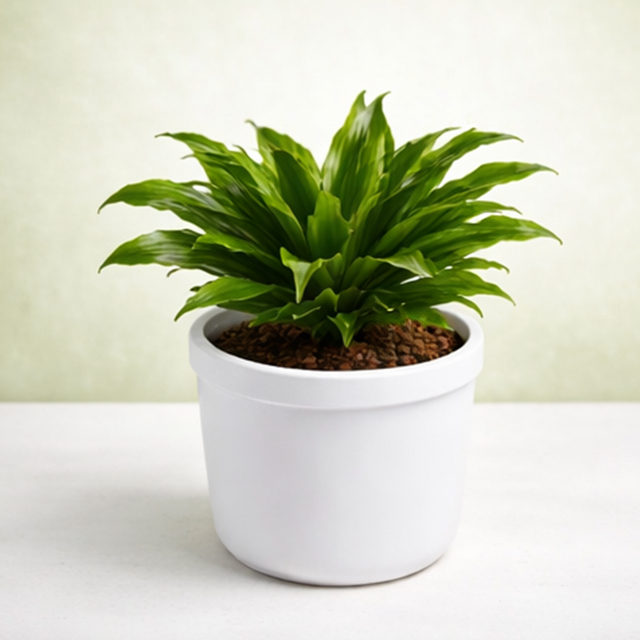 Dracaena Compacta Indoor Plant