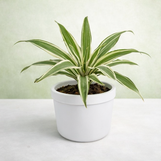 Dracaena warneckii