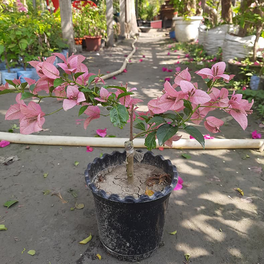 🆔 Glossy Brezza Pink Bougainvillea Grafted Plant