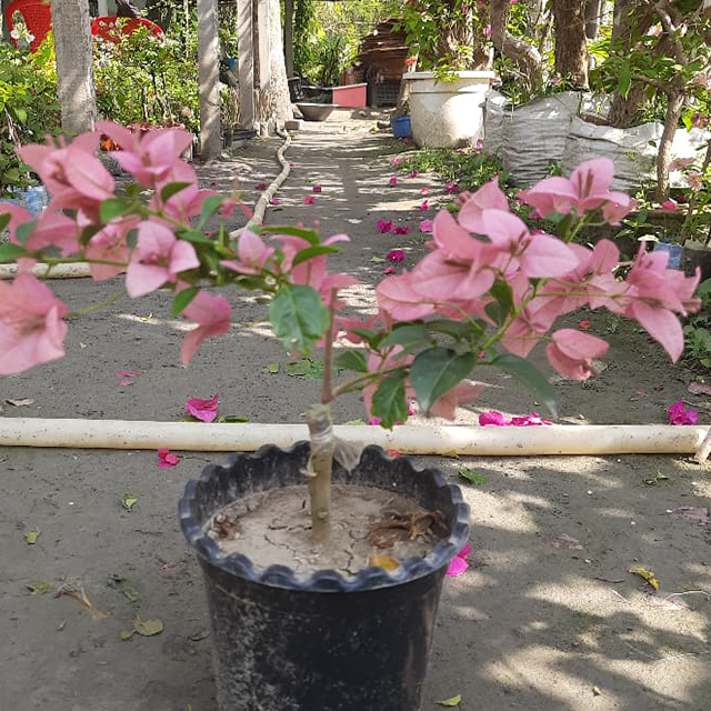 🆔 Glossy Brezza Pink Bougainvillea Grafted Plant