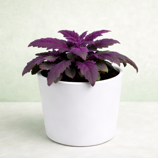 Gynura Aurantiaca (Purple Passion Plant)