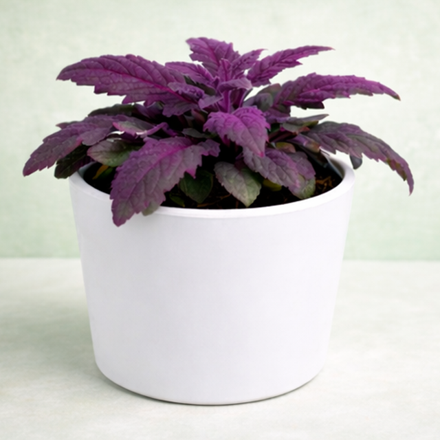Gynura Aurantiaca (Purple Passion Plant)