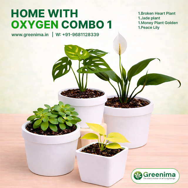 Home With Oxygen Combo 1