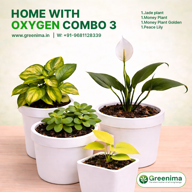 Home With Oxygen Combo 3