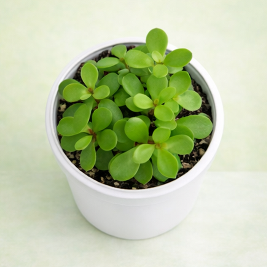 Jade mini plant | Crassula Green Mini