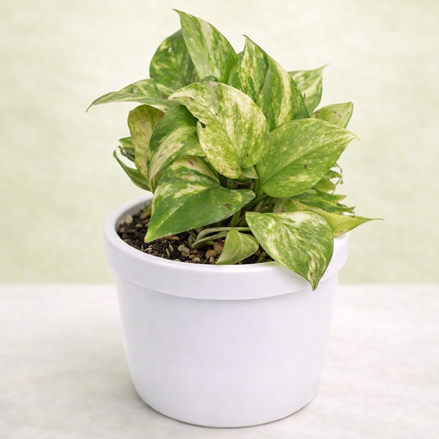 Money Plant, Air Purifier Plant, Pothos