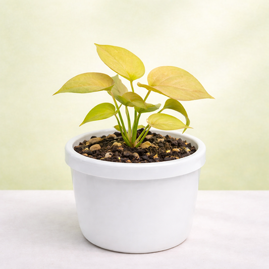 Money Plant Golden, Epipremnum aureum