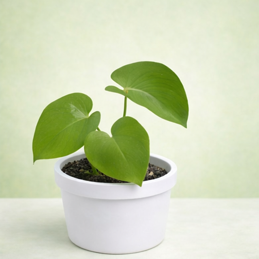 Monstera Deliciosa/ Split-leaf philodendron/