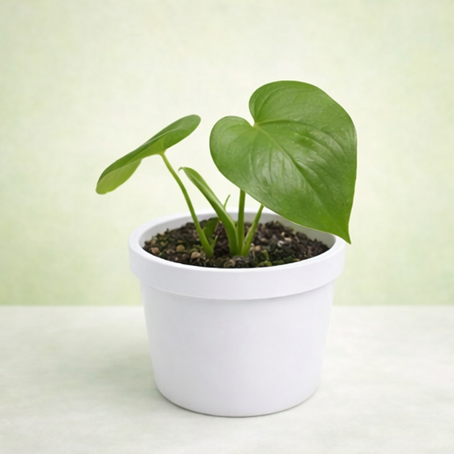 Monstera Deliciosa/ Split-leaf philodendron/
