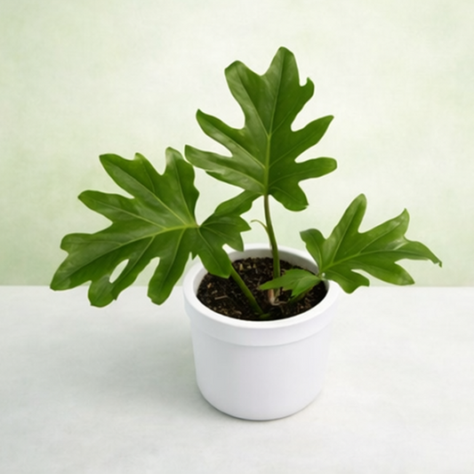 Philodendron selloum - Tropical Indoor Foliage