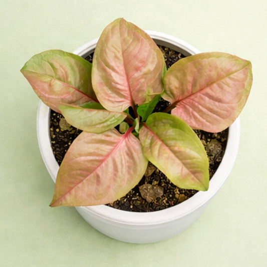 Syngonium Pink