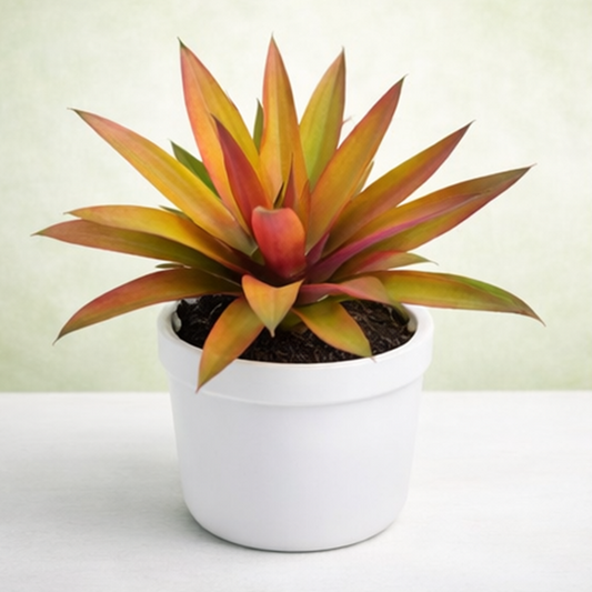 Rhoeo Golden, Tradescantia spathacea