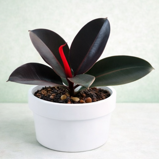 Rubber Plant (Ficus Elastica)