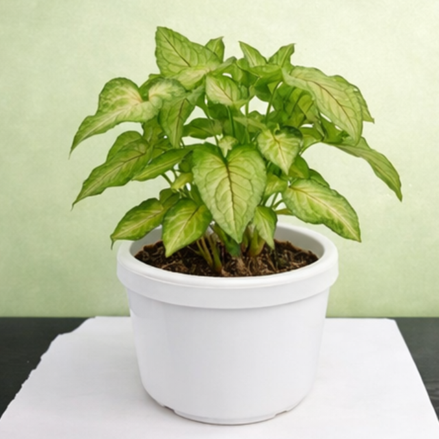 Syngonium Mini Pixie