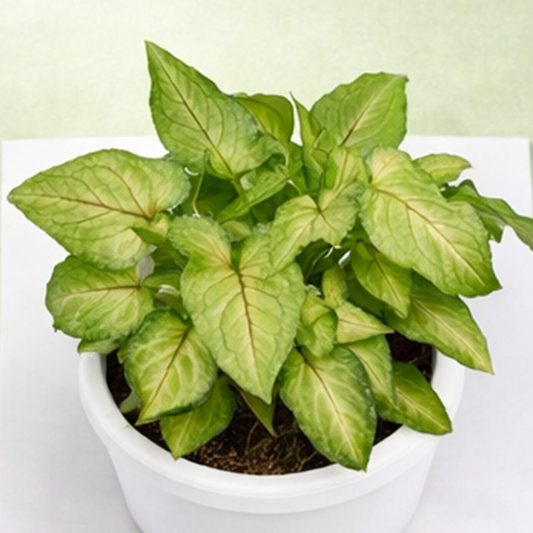 Syngonium Mini Pixie