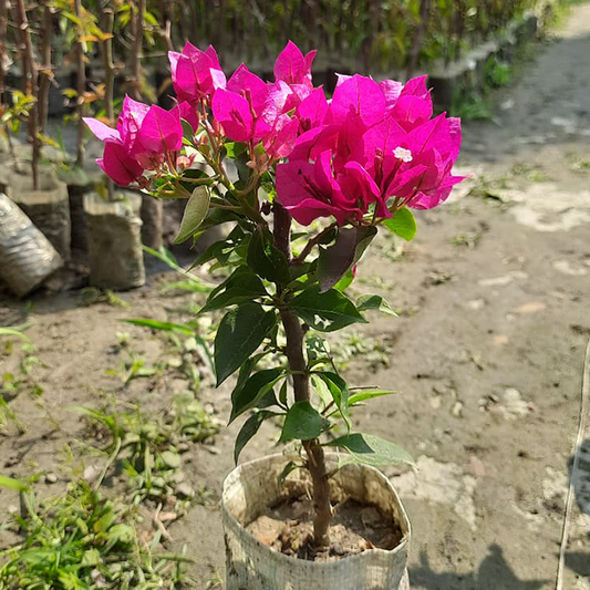 🆔 Veera Light Pink Bougainvillea Grafted Plant