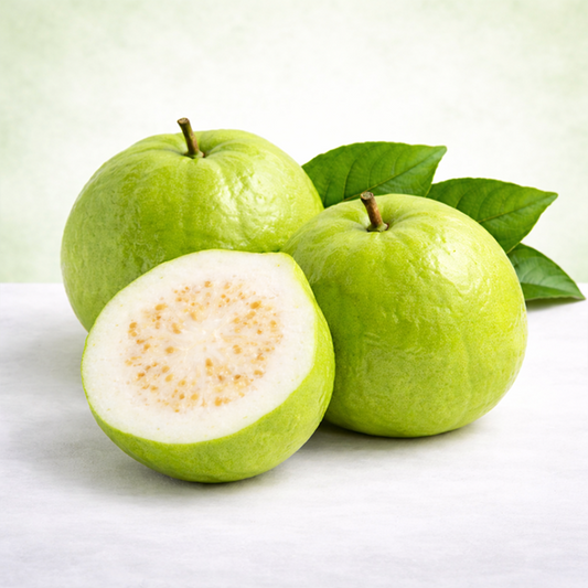 Guava Plant/ Psidium guajava