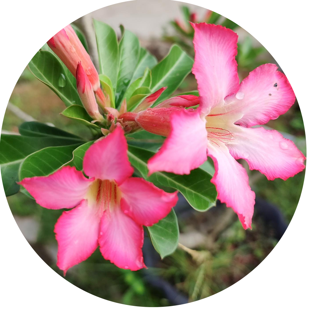 Adenium