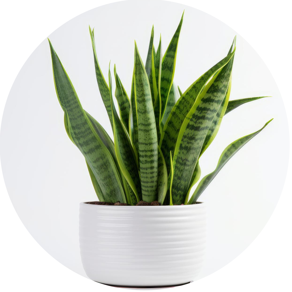 Air Purifying