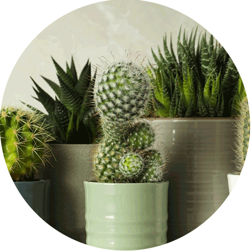 Cactus