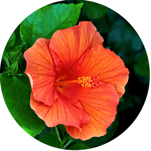 Hibiscus