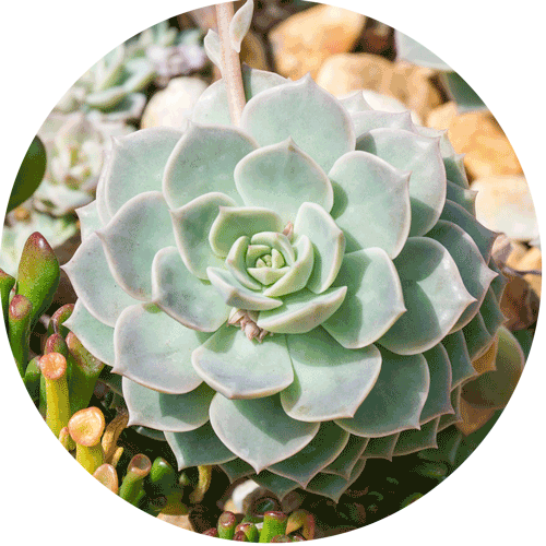 Succulent