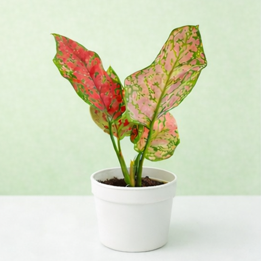 Aglaonema Pink