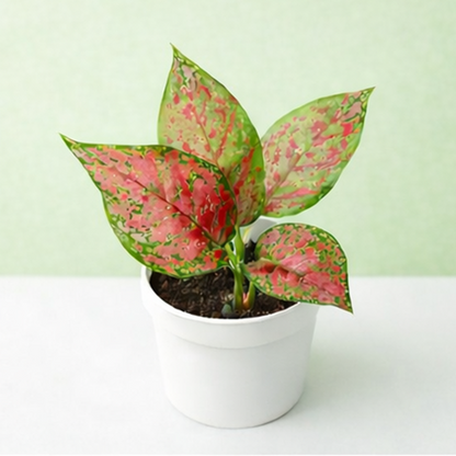 Aglaonema Pink