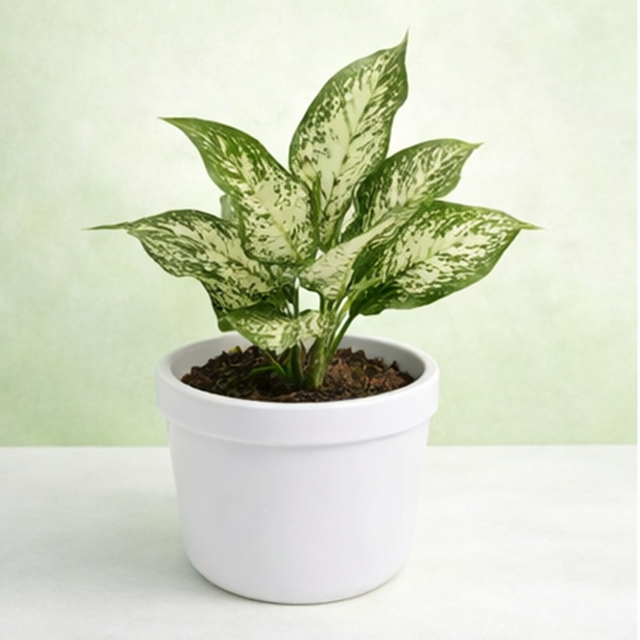 Aglaonema Snow White