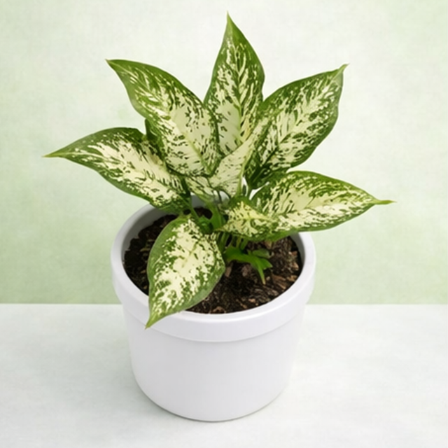 aglaonema online india Aglaonema Snow White