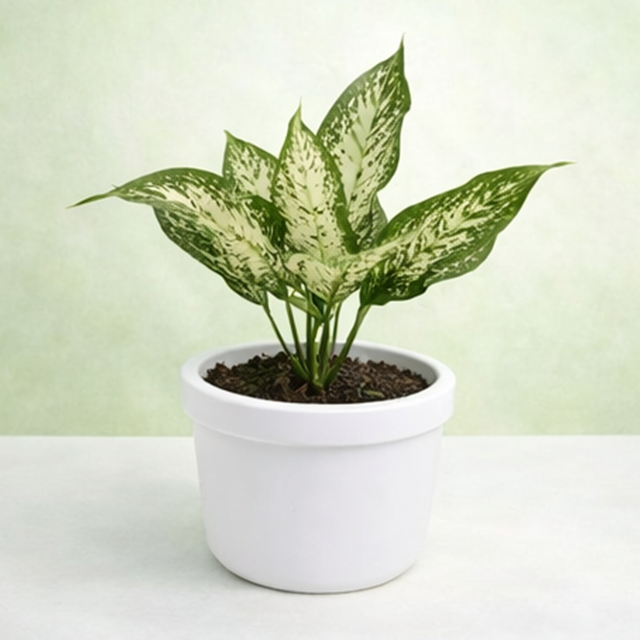 Aglaonema Snow White