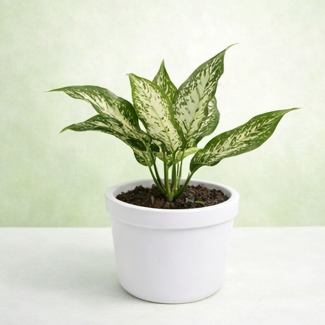 Aglaonema Snow White