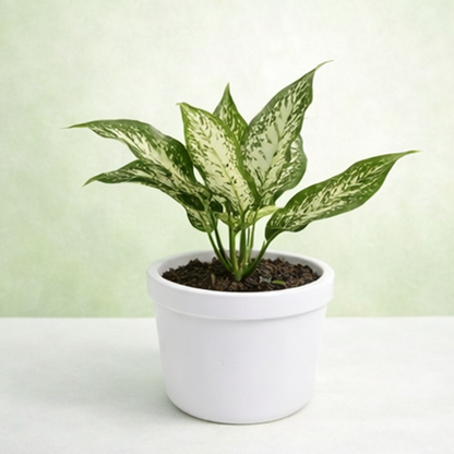 Aglaonema Snow White