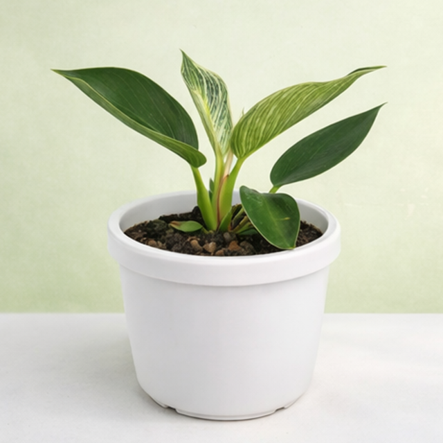 Philodendron Birkin