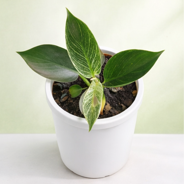 Philodendron Birkin
