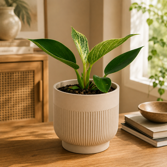 Philodendron Birkin