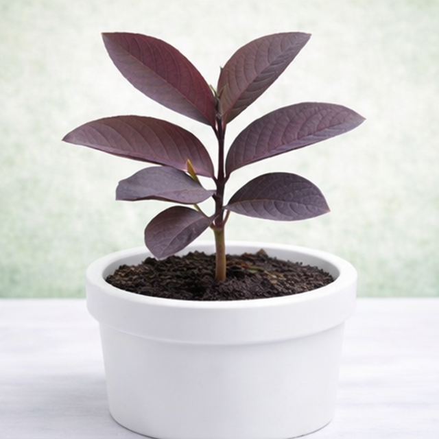 Black Guava Plants