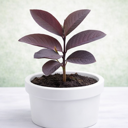 Black Guava Plants