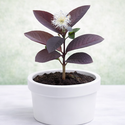 Black Guava Plants