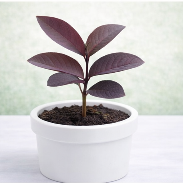 Black Guava Plants