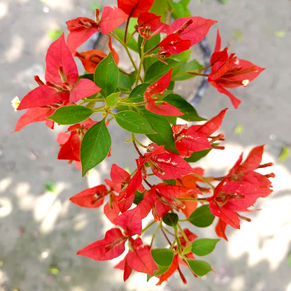 🆔 Brezza Red Bougainvillea Grafted Plant